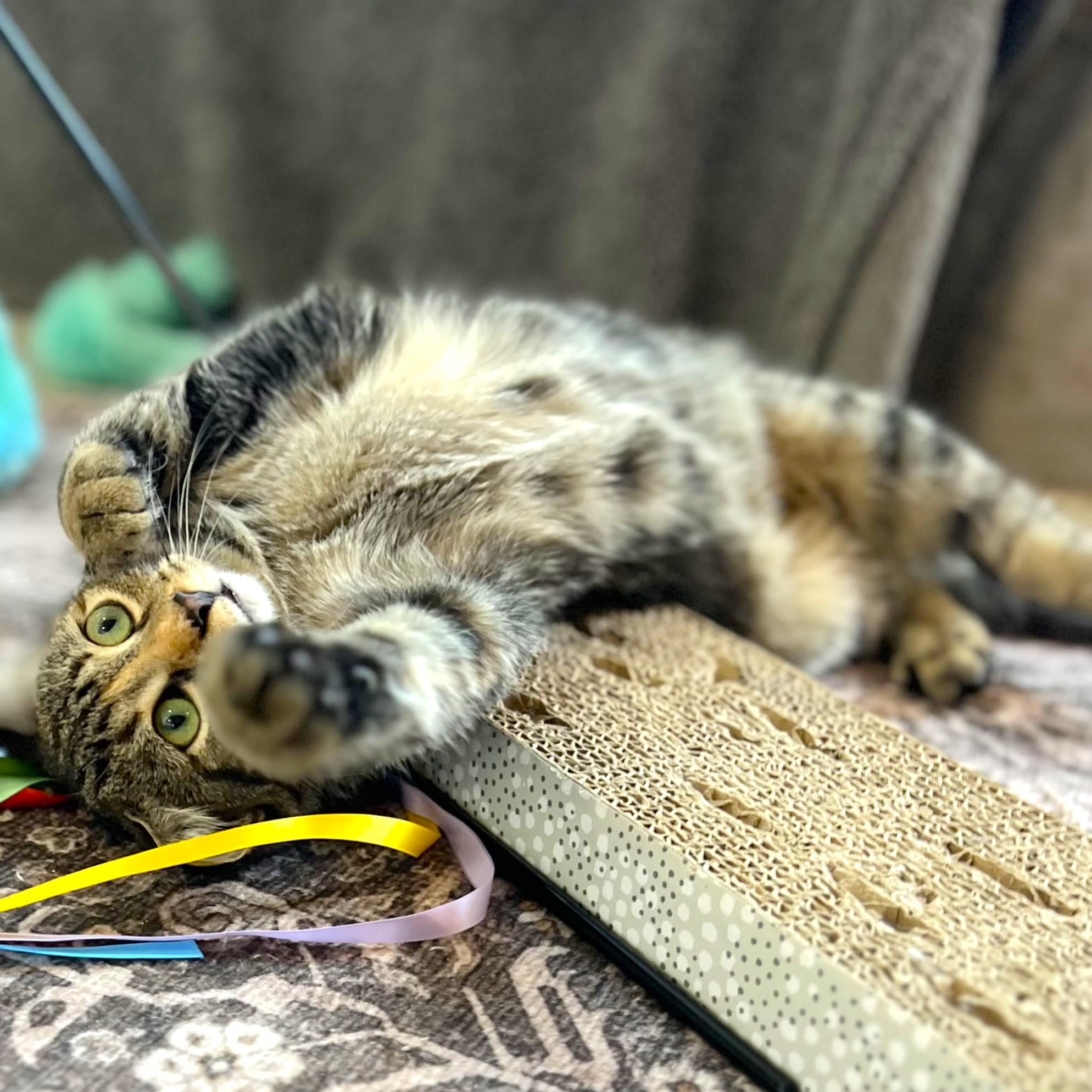 Enlarge Oatmeal, a Adoptable mixed breed in Lombard, IL image 2/6