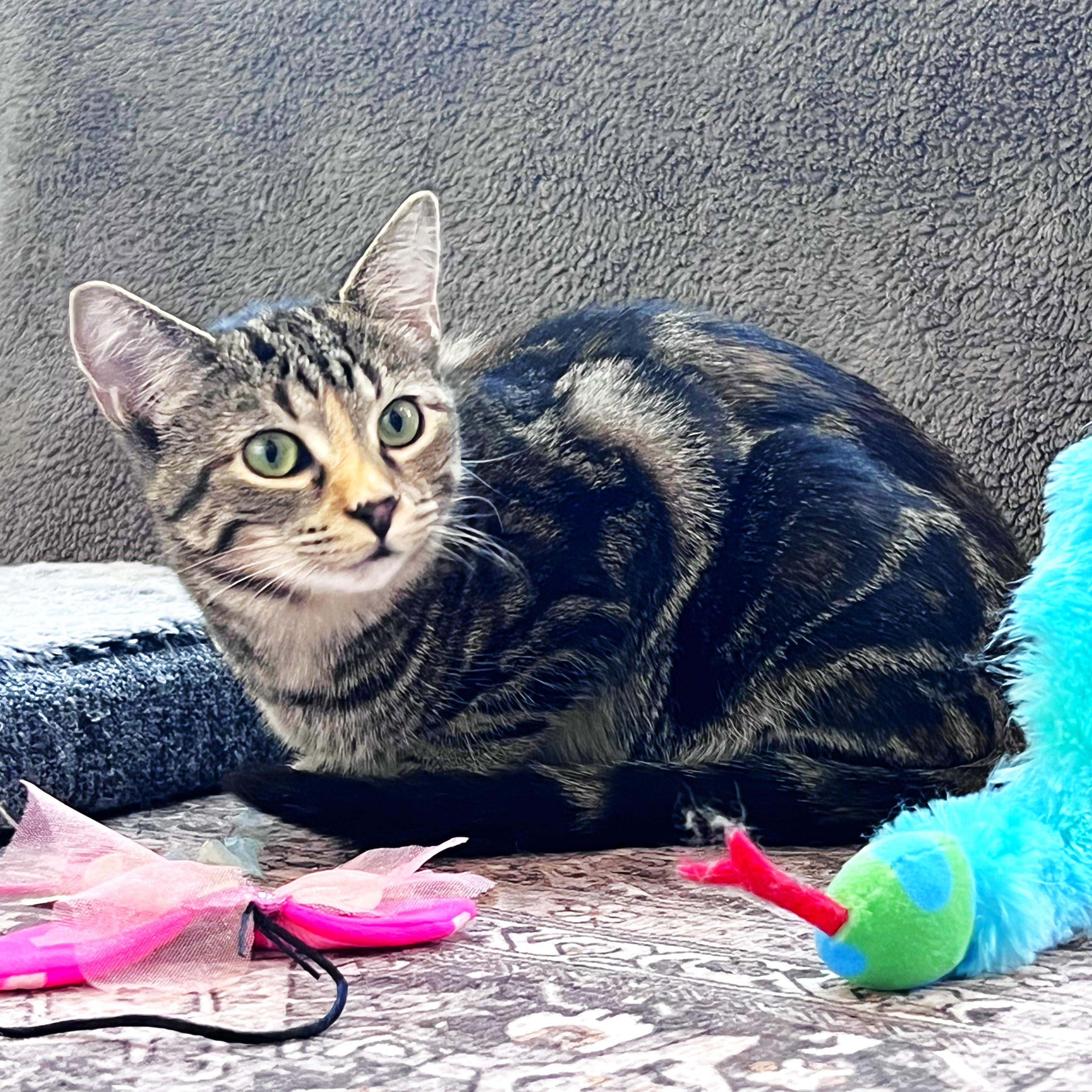 Enlarge Oatmeal, a Adoptable mixed breed in Lombard, IL image 3/6