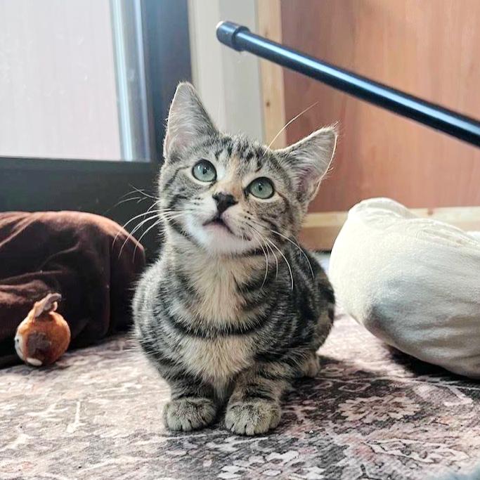 Oatmeal, ADOPTABLE, Kitten Female Tabby & Domestic Short Hair.