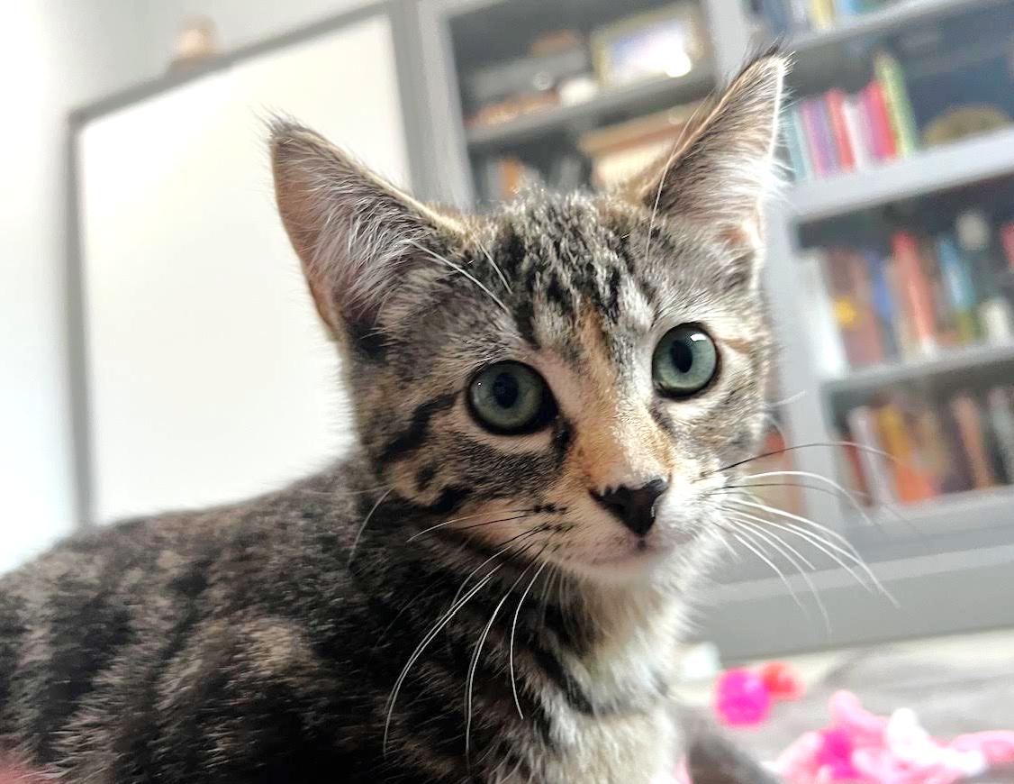 Oatmeal, a ADOPTABLE mixed breed in Lombard, IL image 3/5