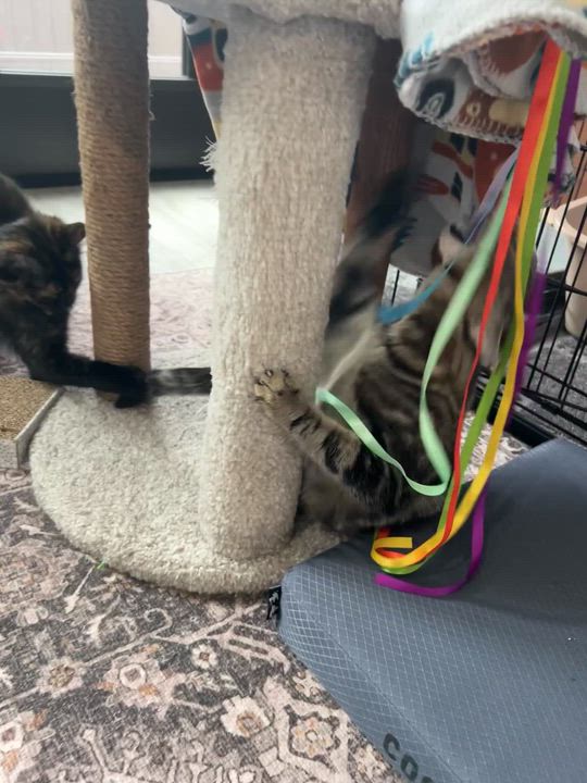 Enlarge Oatmeal, a Adoptable mixed breed in Lombard, IL video 5/6