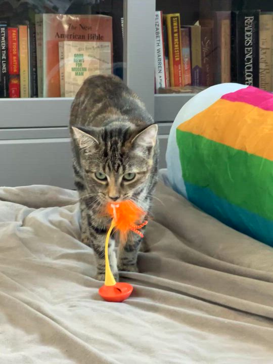 Enlarge Oatmeal, a Adoptable mixed breed in Lombard, IL video 4/6