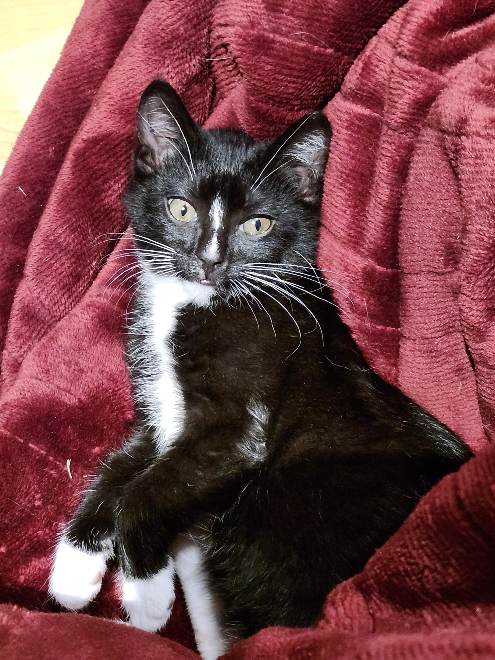 Molly, Adopted, Kitten Female Domestic Medium Hair.