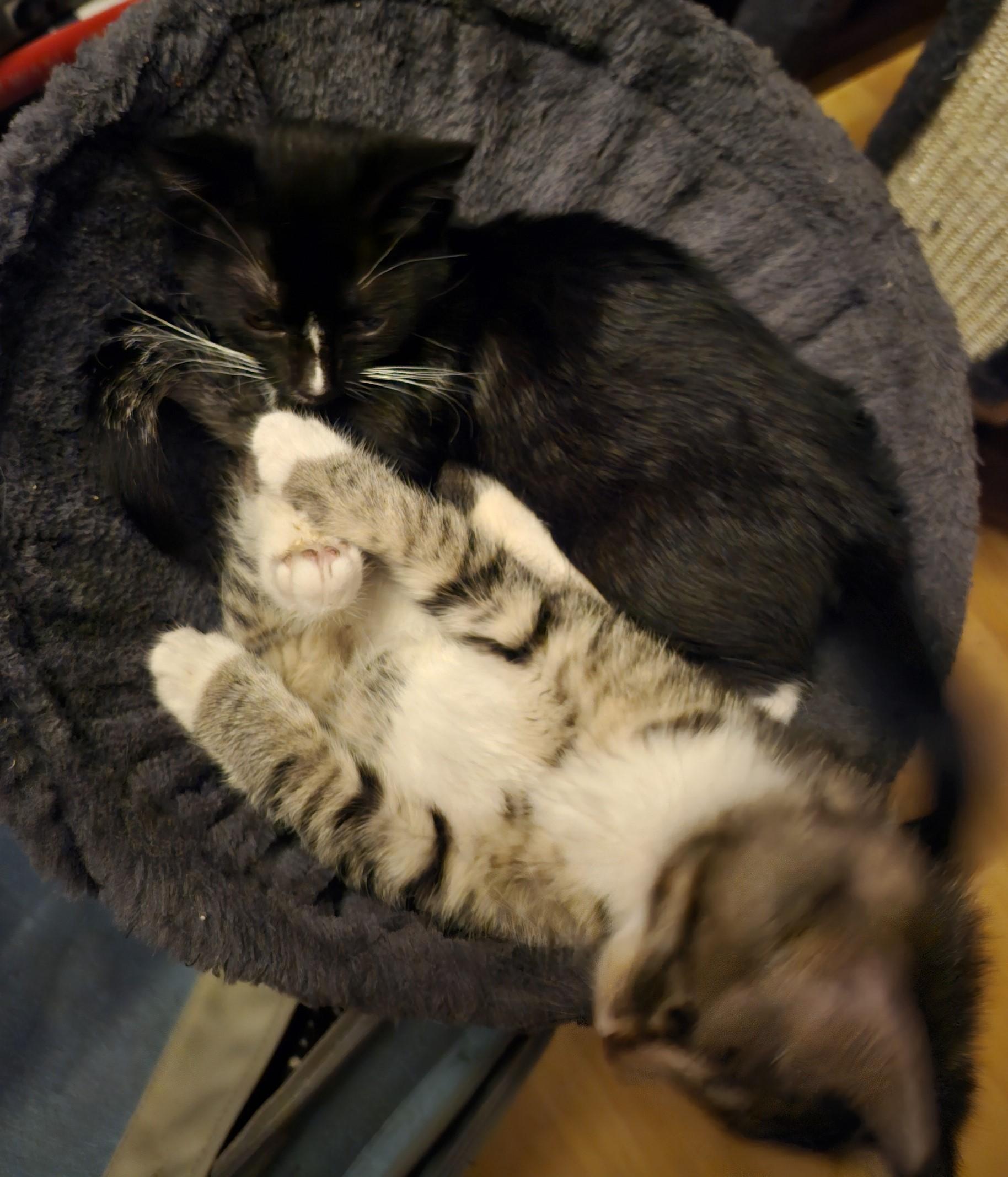 Enlarge Molly, a Adopted Domestic Medium Hair in Marin, CA image 2/3