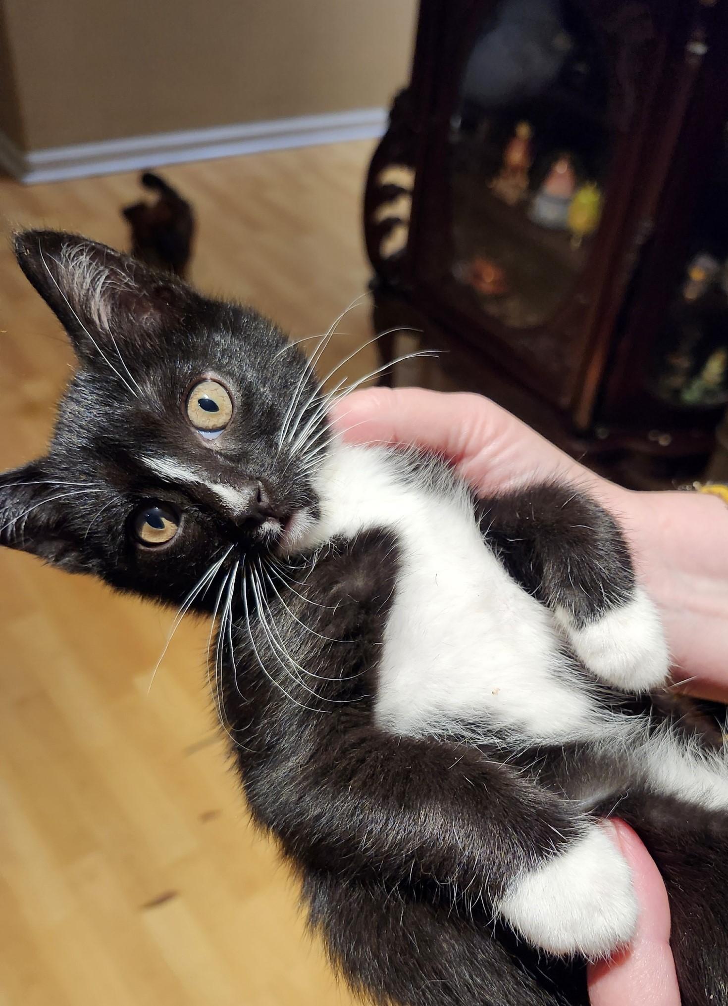 Enlarge Molly, a Adopted Domestic Medium Hair in Marin, CA image 3/3