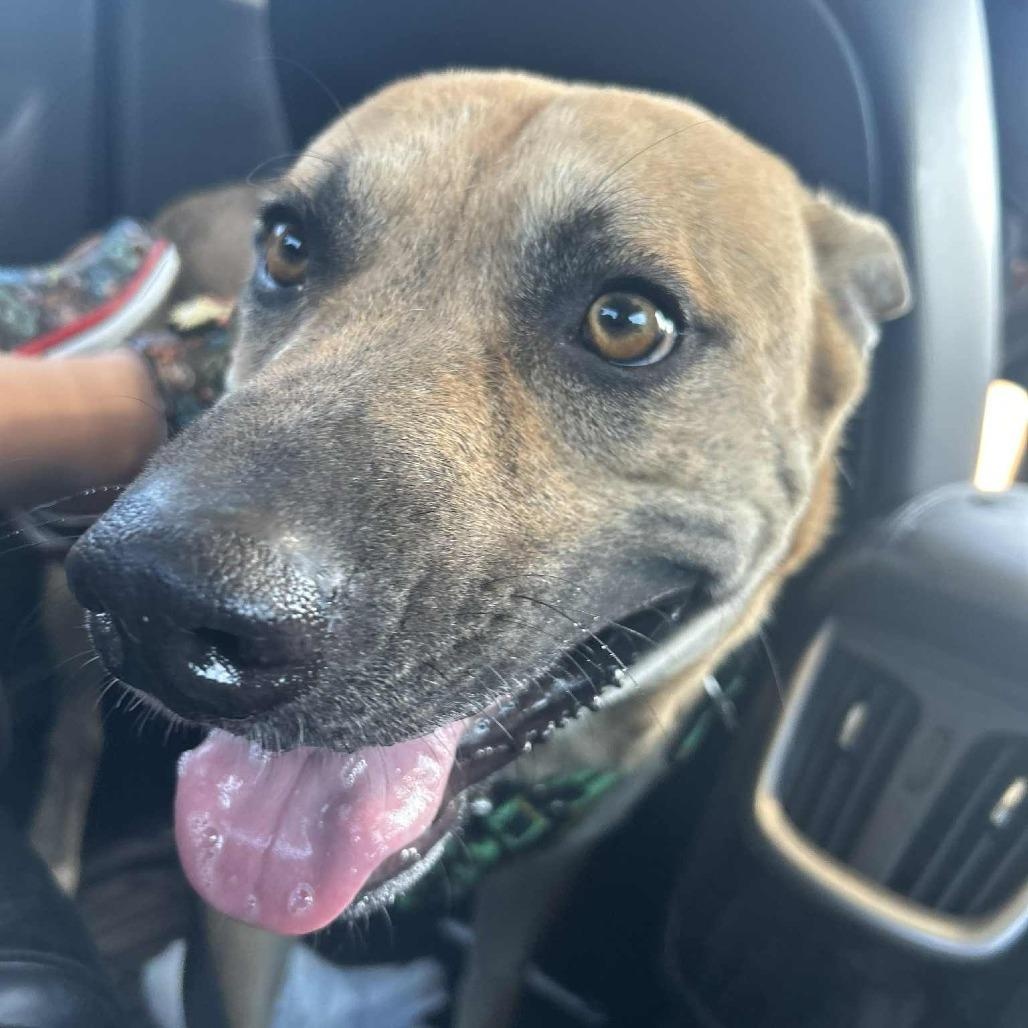 Tiger — thumbnail 5