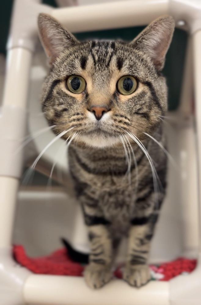 Enlarge King, a Adoptable mixed breed in Bemidji, MN image 2/3