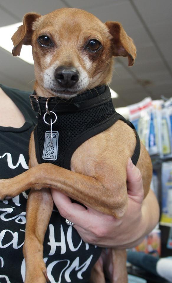 Enlarge Marcus, a Adopted mixed breed in Covington, WA image 1/6