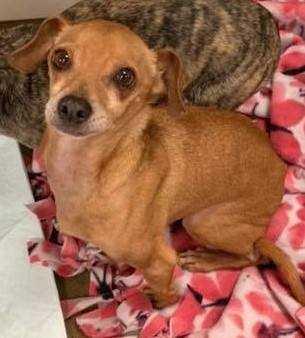 Enlarge Marcus, a Adopted mixed breed in Covington, WA image 2/6