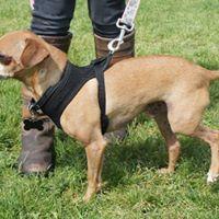 Enlarge Marcus, a Adopted mixed breed in Covington, WA image 3/6