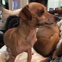 Enlarge Marcus, a Adopted mixed breed in Covington, WA image 4/6