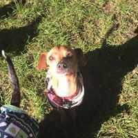 Enlarge Marcus, a Adopted mixed breed in Covington, WA image 6/6