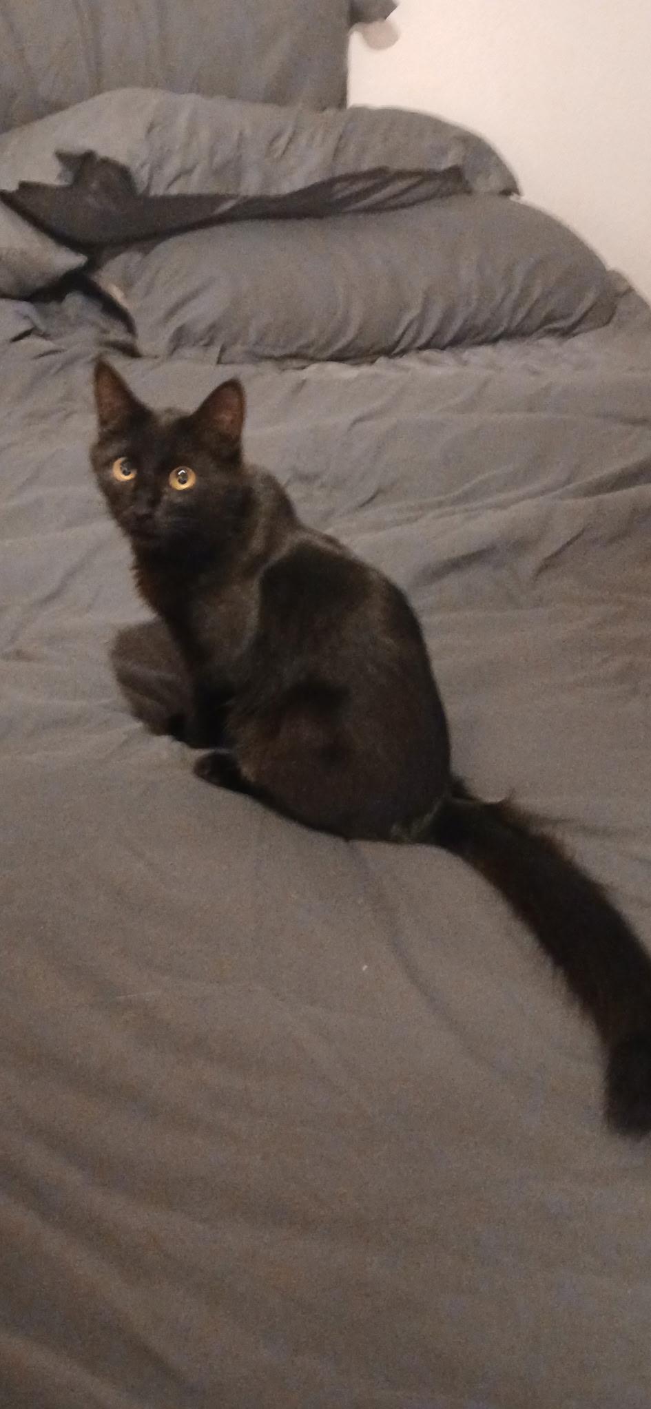 Enlarge Blackberry, a Adopted Domestic Medium Hair in Rio Linda, CA image 1/6