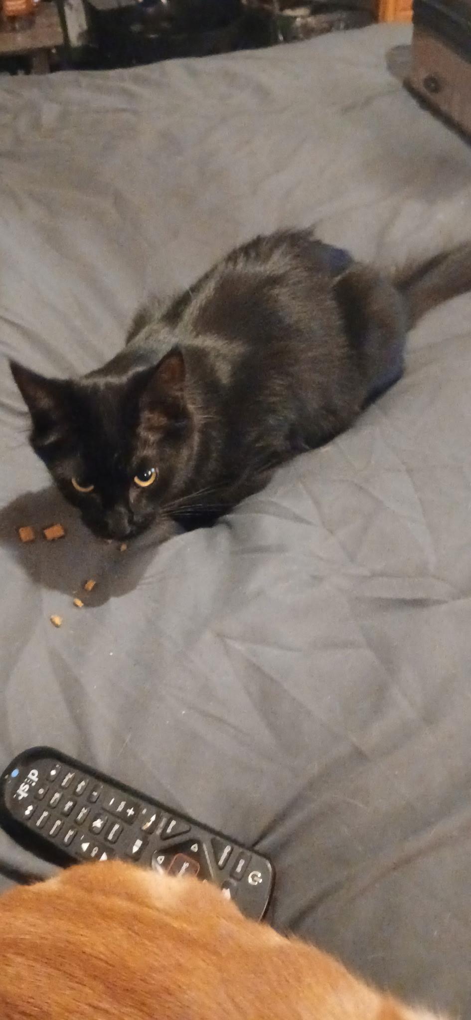 Enlarge Blackberry, a Adopted Domestic Medium Hair in Rio Linda, CA image 3/6