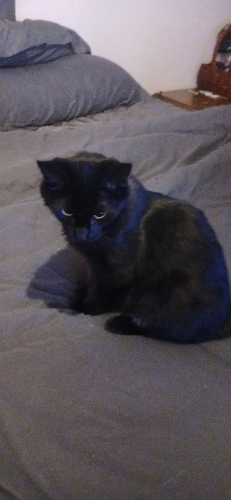 Enlarge Blackberry, a Adopted Domestic Medium Hair in Rio Linda, CA image 4/6