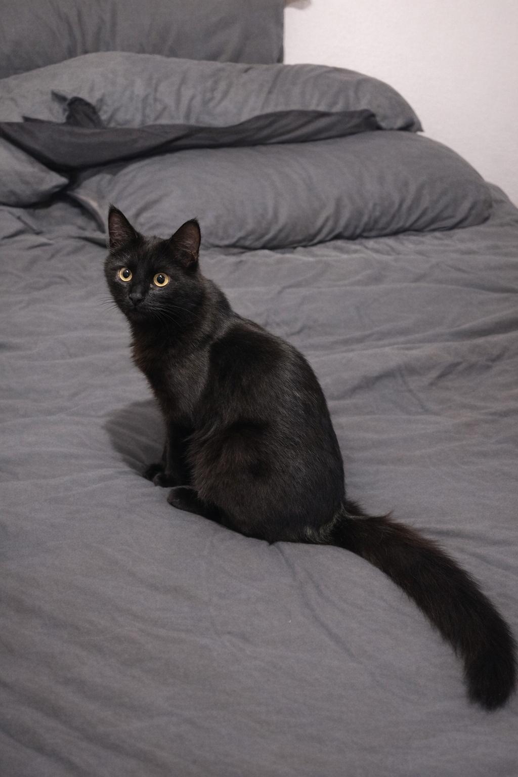 Enlarge Blackberry, a Adopted Domestic Medium Hair in Rio Linda, CA image 5/6