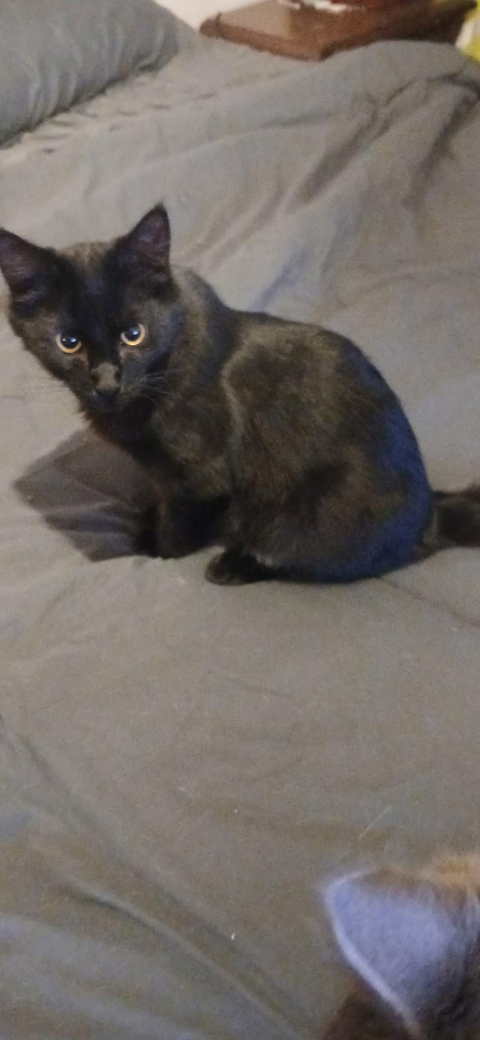 Enlarge Blackberry, a Adopted Domestic Medium Hair in Rio Linda, CA image 6/6