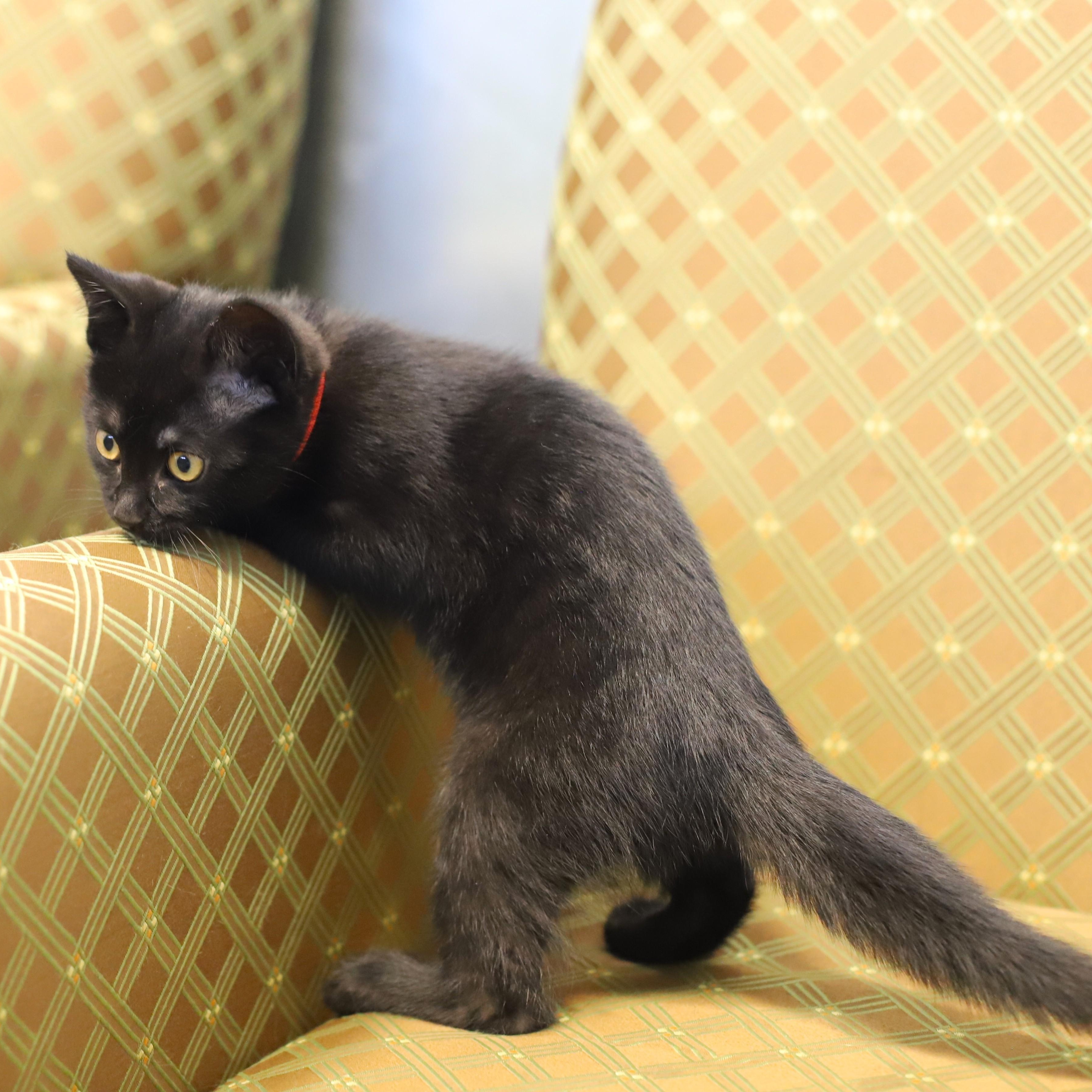 Pepper, an adopted Domestic Short Hair in Endicott, NY image 4/4