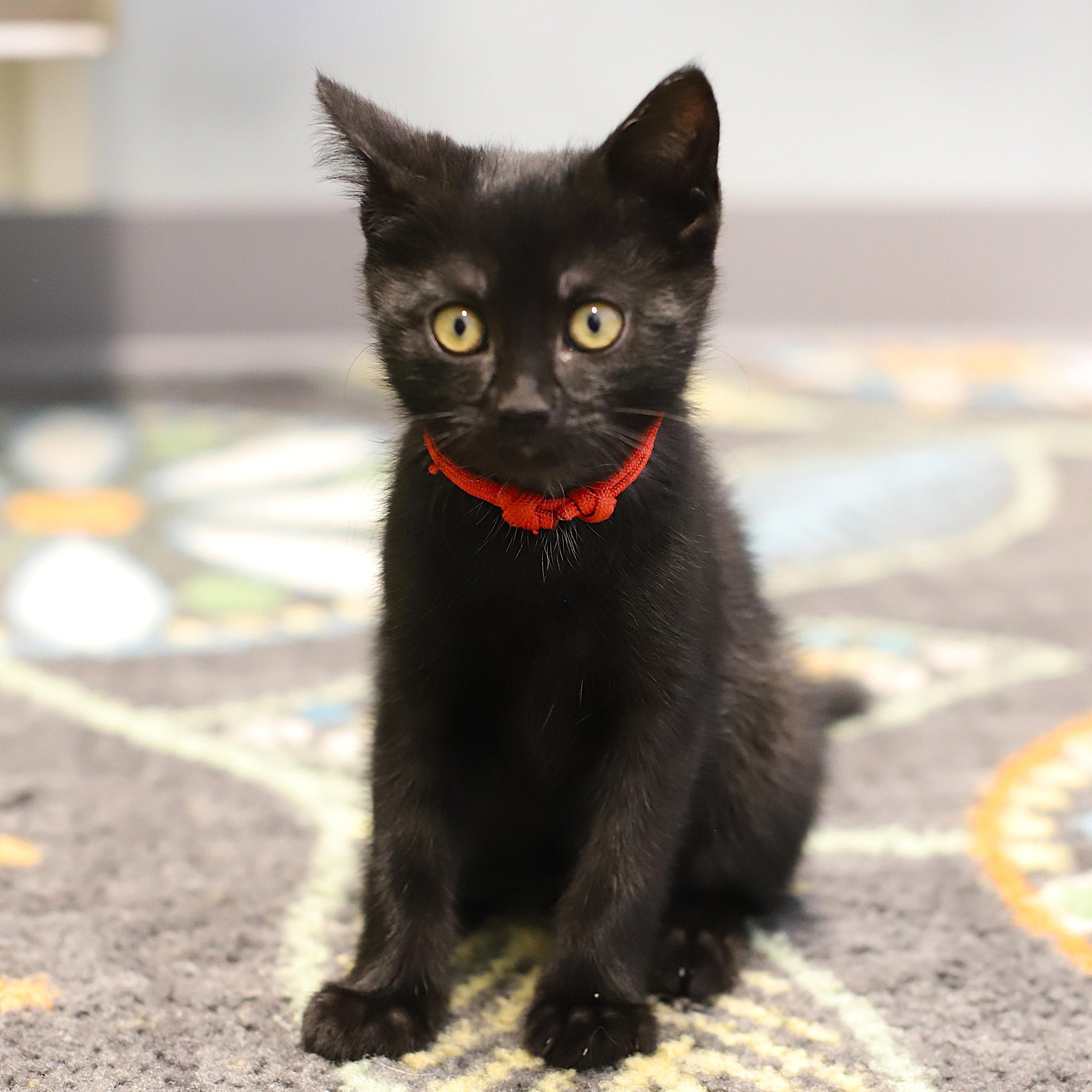 Pepper, Adoptable, Young Male Domestic Short Hair.