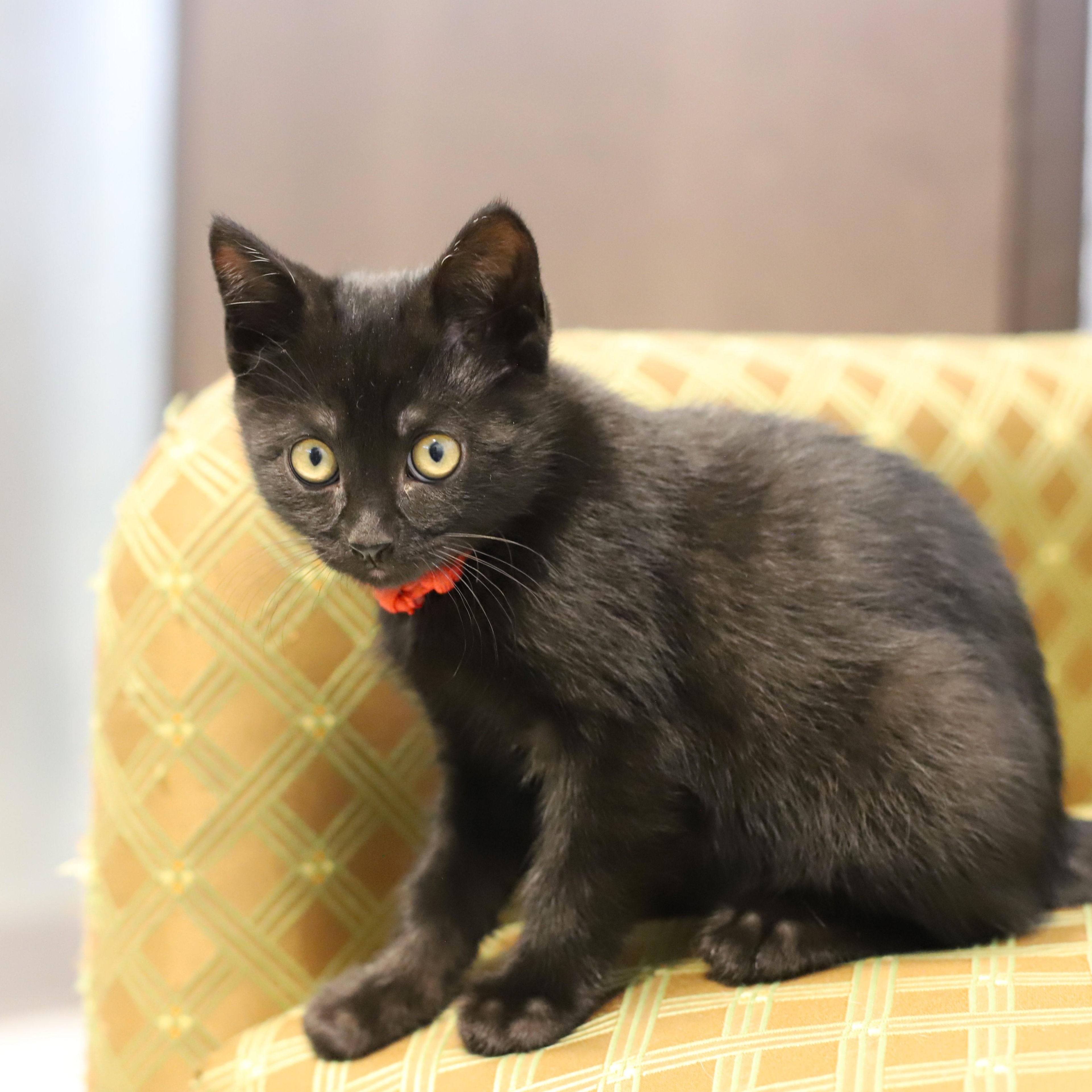 Pepper, an adopted Domestic Short Hair in Endicott, NY image 3/4