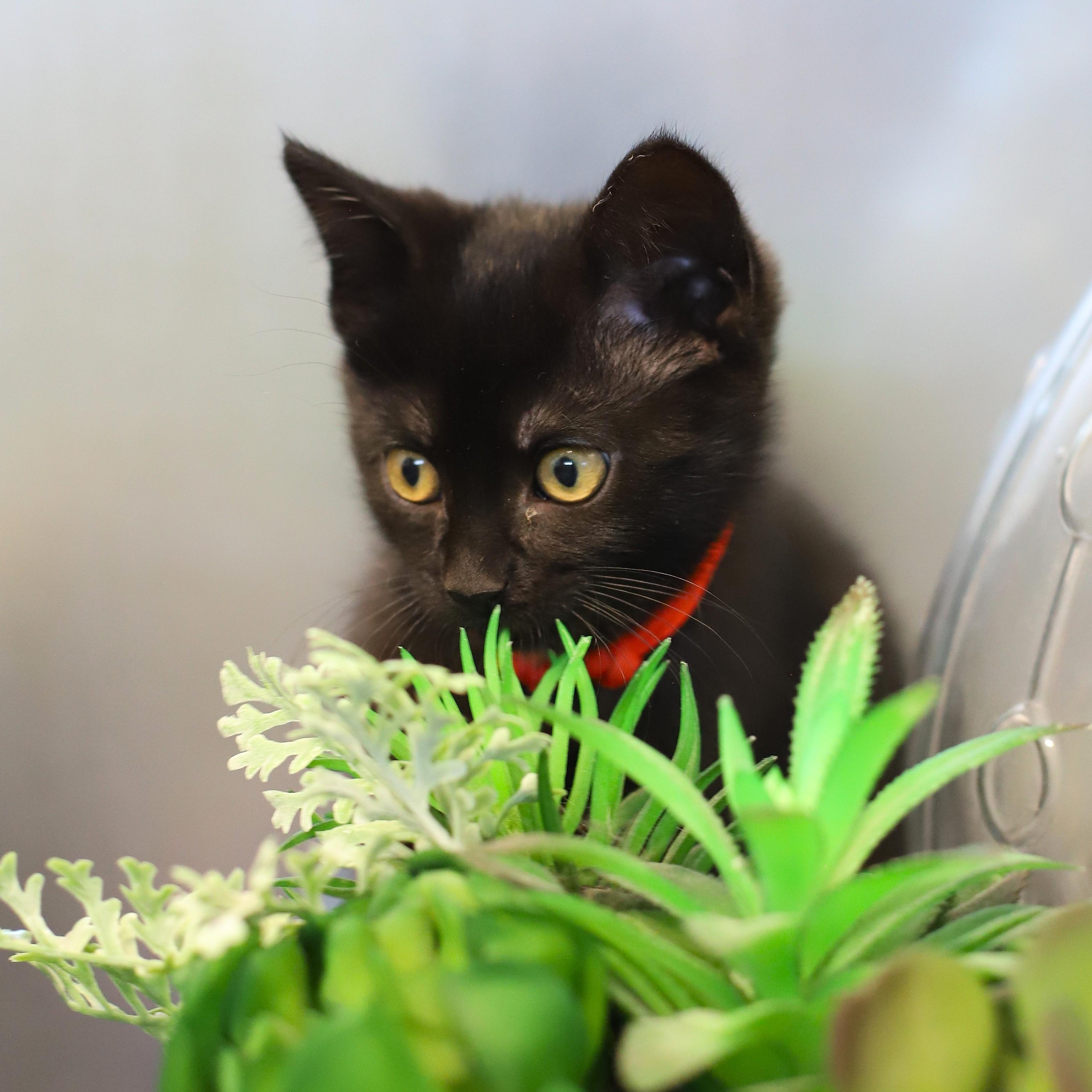 Pepper, an adopted Domestic Short Hair in Endicott, NY image 2/4