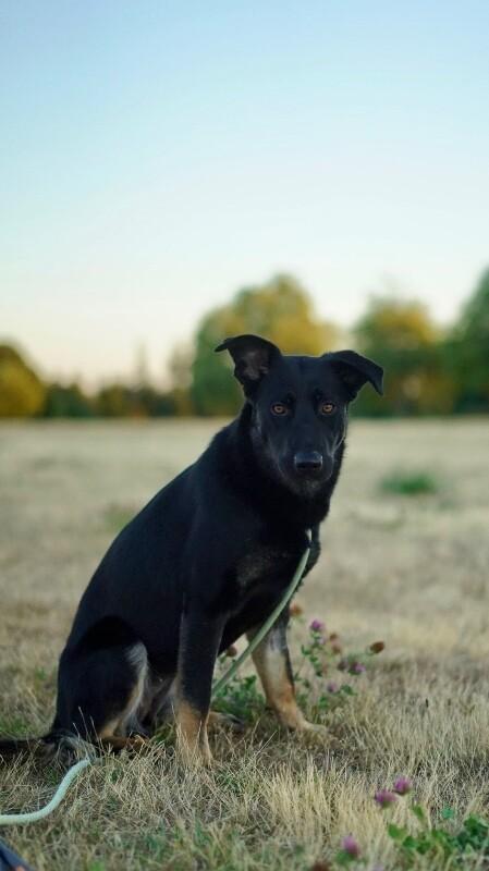 Enlarge Kenzie, a Adoptable mixed breed in renton, WA image 1/6