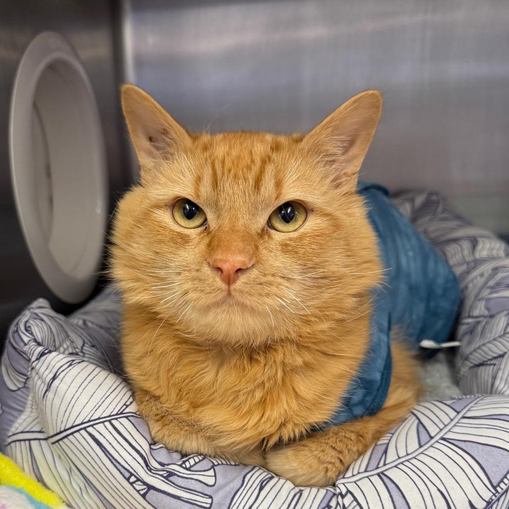 Enlarge Mango, a Adoptable Domestic Long Hair in Spokane, WA image 1/2