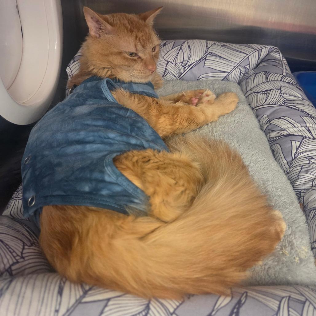 Enlarge Mango, a Adoptable Domestic Long Hair in Spokane, WA image 2/2