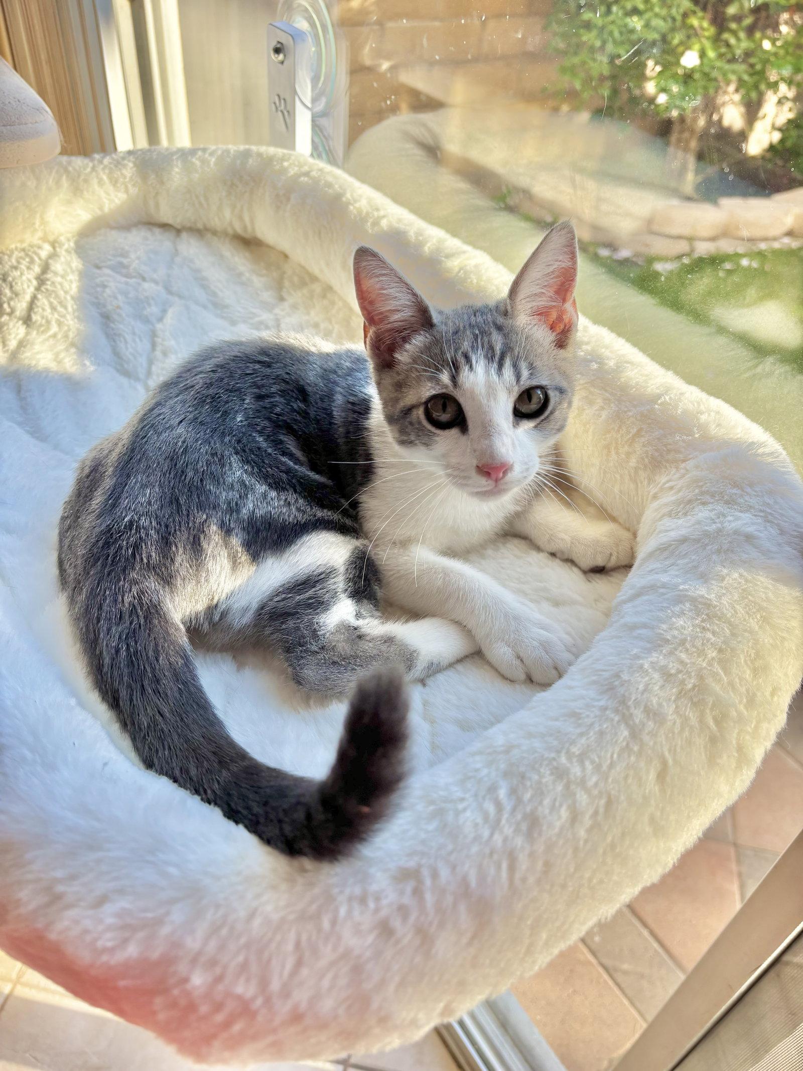 Enlarge Zeke, a Adopted mixed breed in Laguna Niguel, CA image 1/2