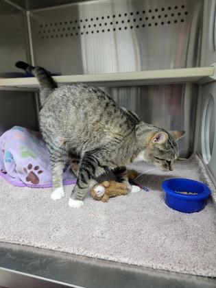 Enlarge Pip, a Adoptable mixed breed in Fergus Falls, MN image 1/3