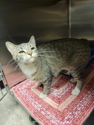 Pip, Adoptable, Adult Female Domestic Short Hair & Domestic Short Hair.