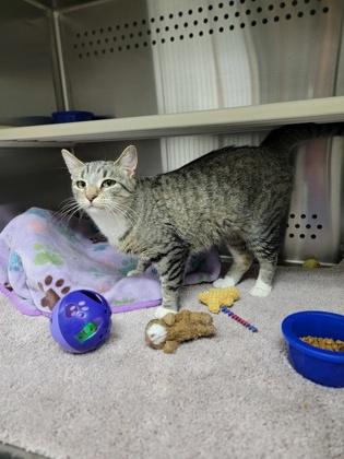 Enlarge Pip, a Adoptable mixed breed in Fergus Falls, MN image 2/3