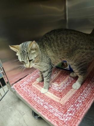 Enlarge Pip, a Adoptable mixed breed in Fergus Falls, MN image 2/2