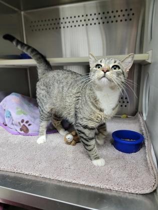 Enlarge Pip, a Adoptable mixed breed in Fergus Falls, MN image 3/3