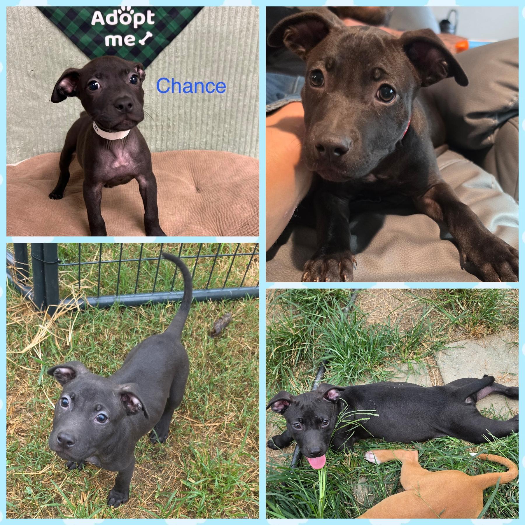 Enlarge Chance, a Adoptable mixed breed in Blacksburg, SC image 2/3