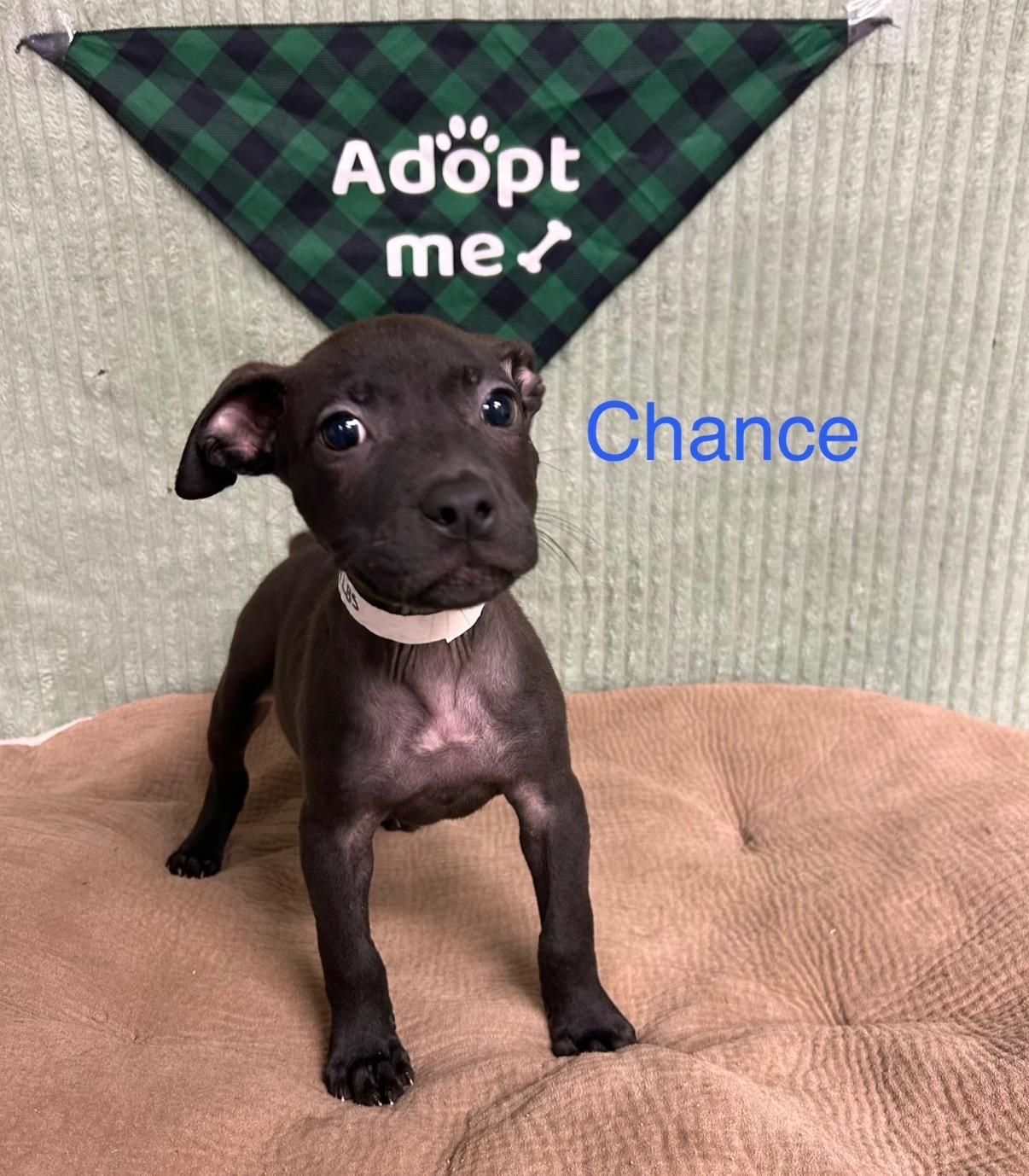 Enlarge Chance, a Adoptable mixed breed in Blacksburg, SC image 3/3