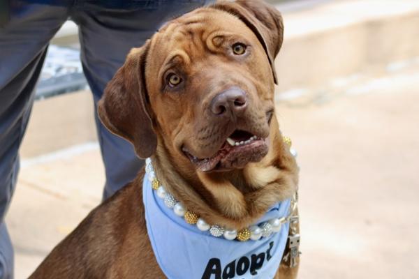 Enlarge Burberry, a Adoptable mixed breed in Staten Island, NY image 1/1