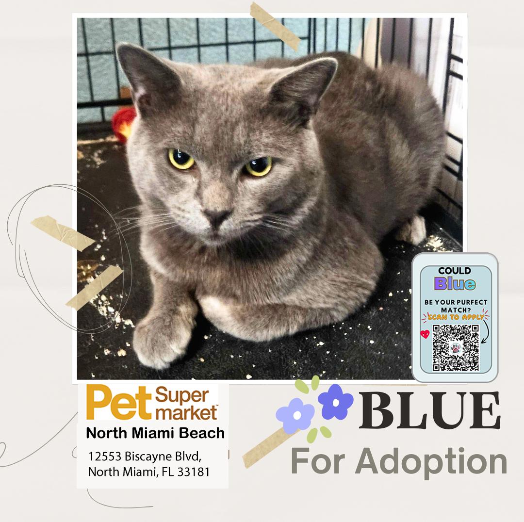 Enlarge Blue, an adopted Domestic Short Hair in Miami, FL image 4/4