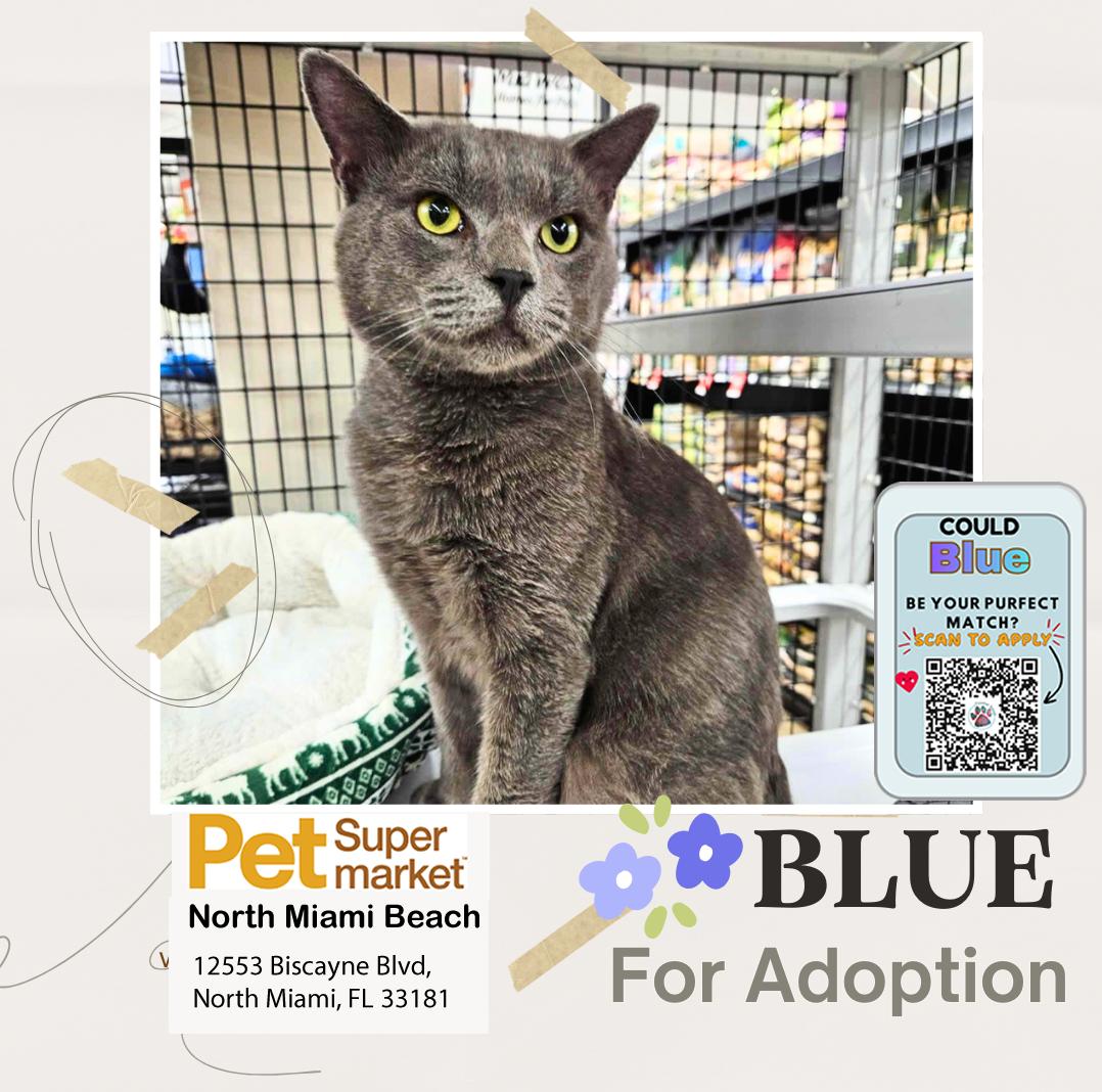 Enlarge Blue, an adopted Domestic Short Hair in Miami, FL image 3/4
