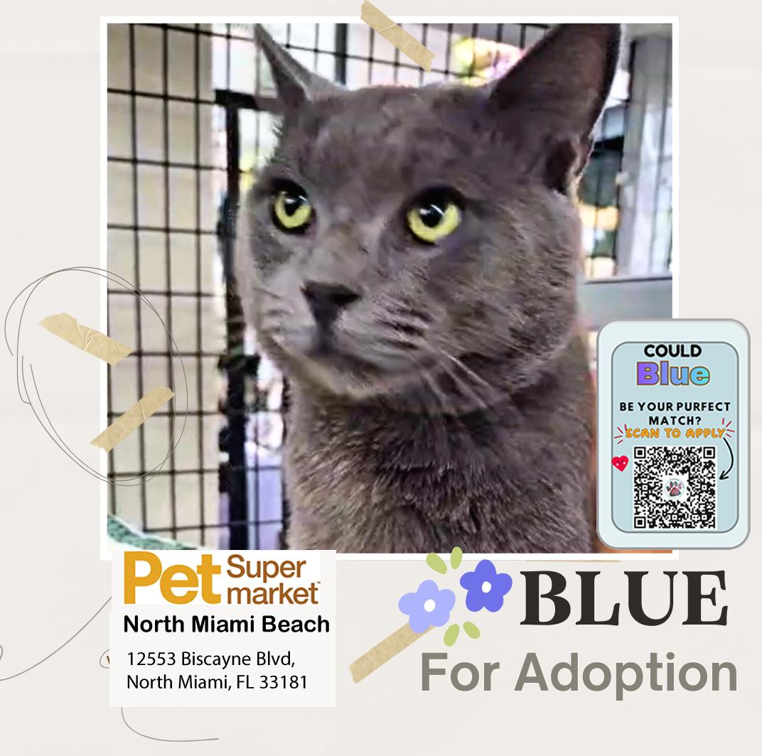 Enlarge Blue, an adopted Domestic Short Hair in Miami, FL image 2/4
