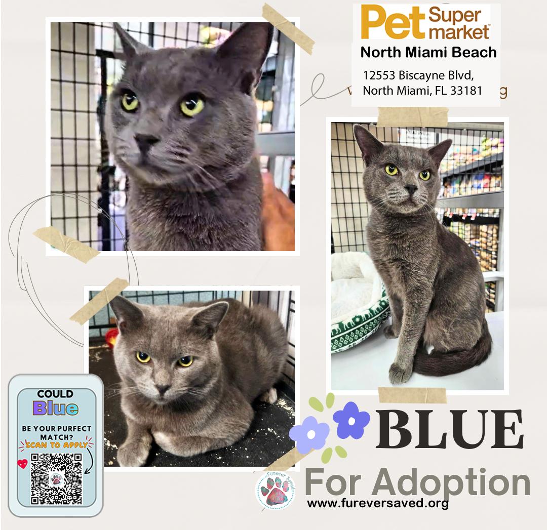Blue, adopted, Young Male Domestic Short Hair.