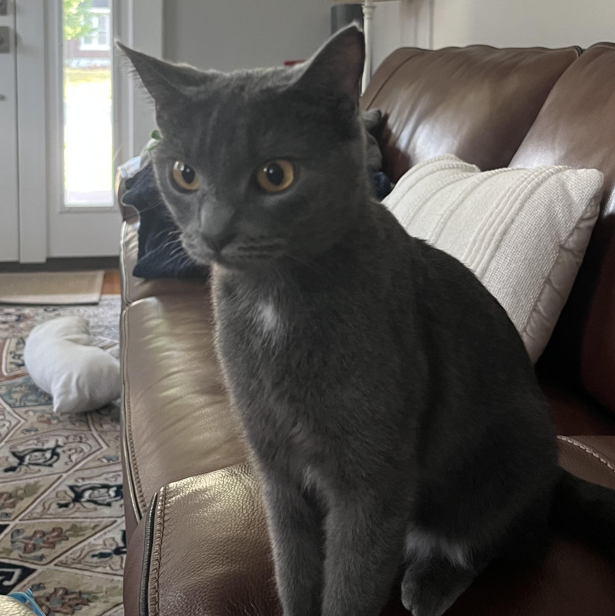 Harley, Adoptable, Young Female Russian Blue.