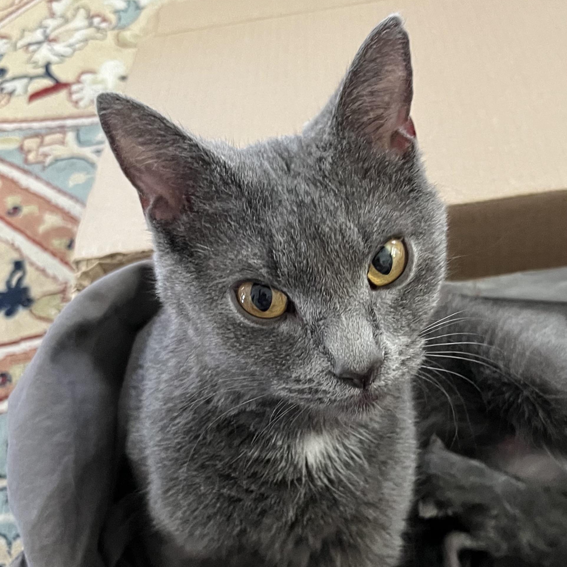 Harley, Adoptable, Young Female Russian Blue.