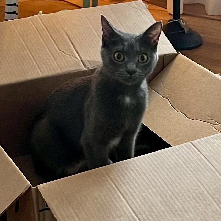 Enlarge Harley, a Adoptable Russian Blue in Memphis, TN image 5/5