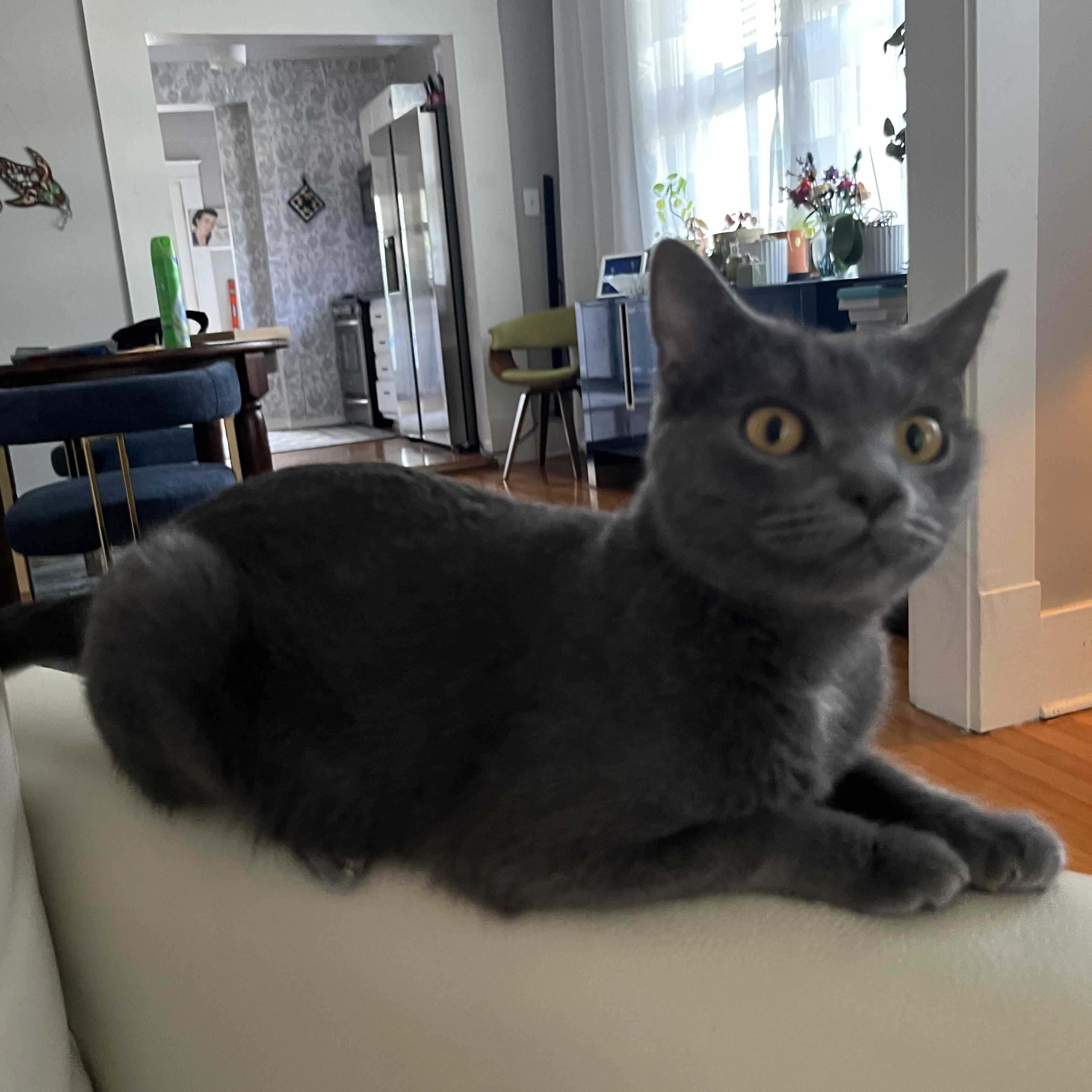 Enlarge Harley, a Adoptable Russian Blue in Memphis, TN image 3/5