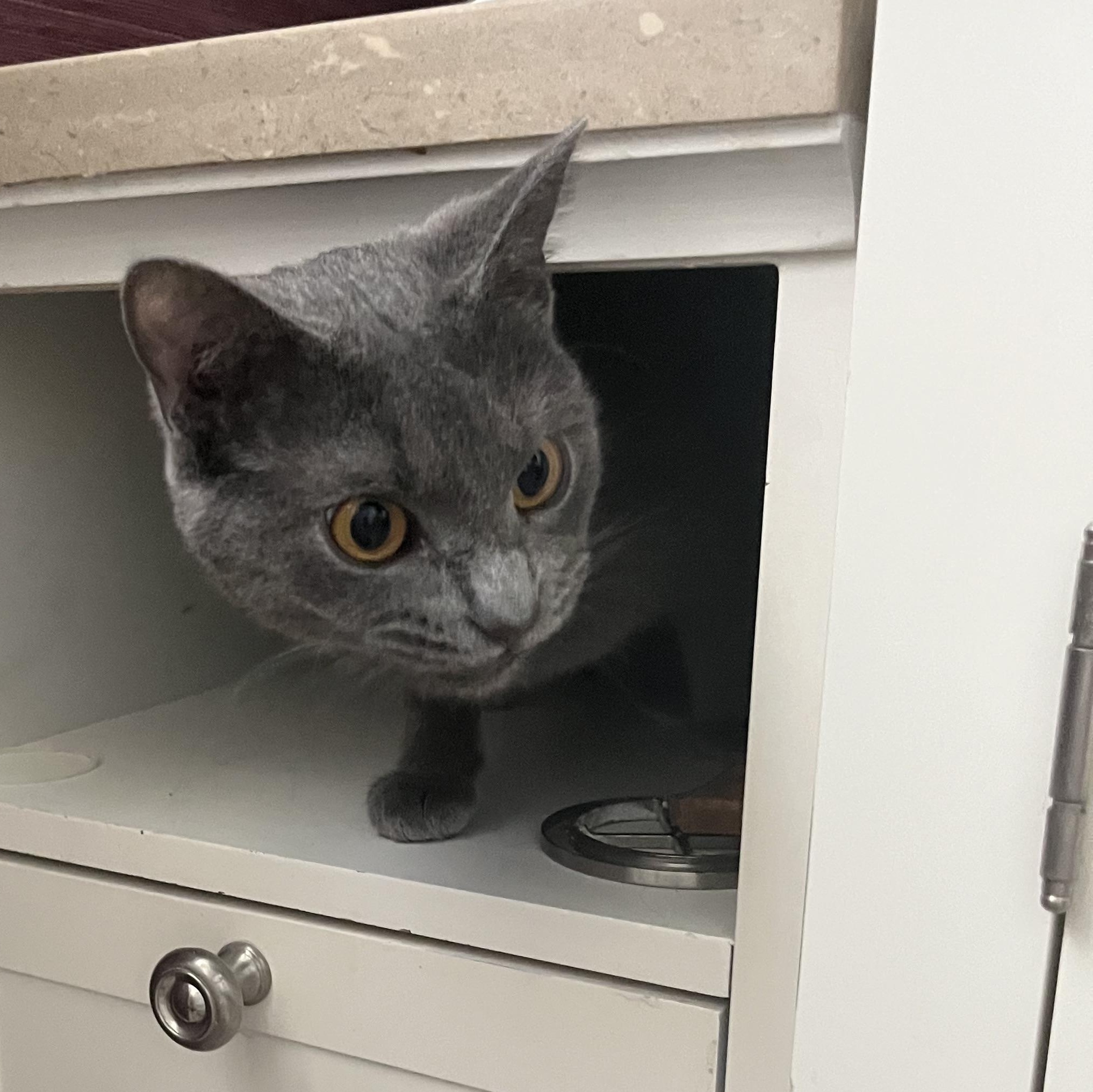 Enlarge Harley, a Adoptable Russian Blue in Memphis, TN image 4/5