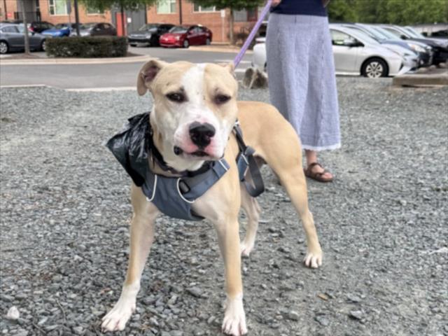 Enlarge ROCKY, a Adoptable mixed breed in Chapel Hill, NC image 1/1
