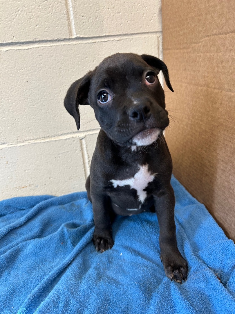 Jade, Adopted, Puppy Female Mixed Breed.