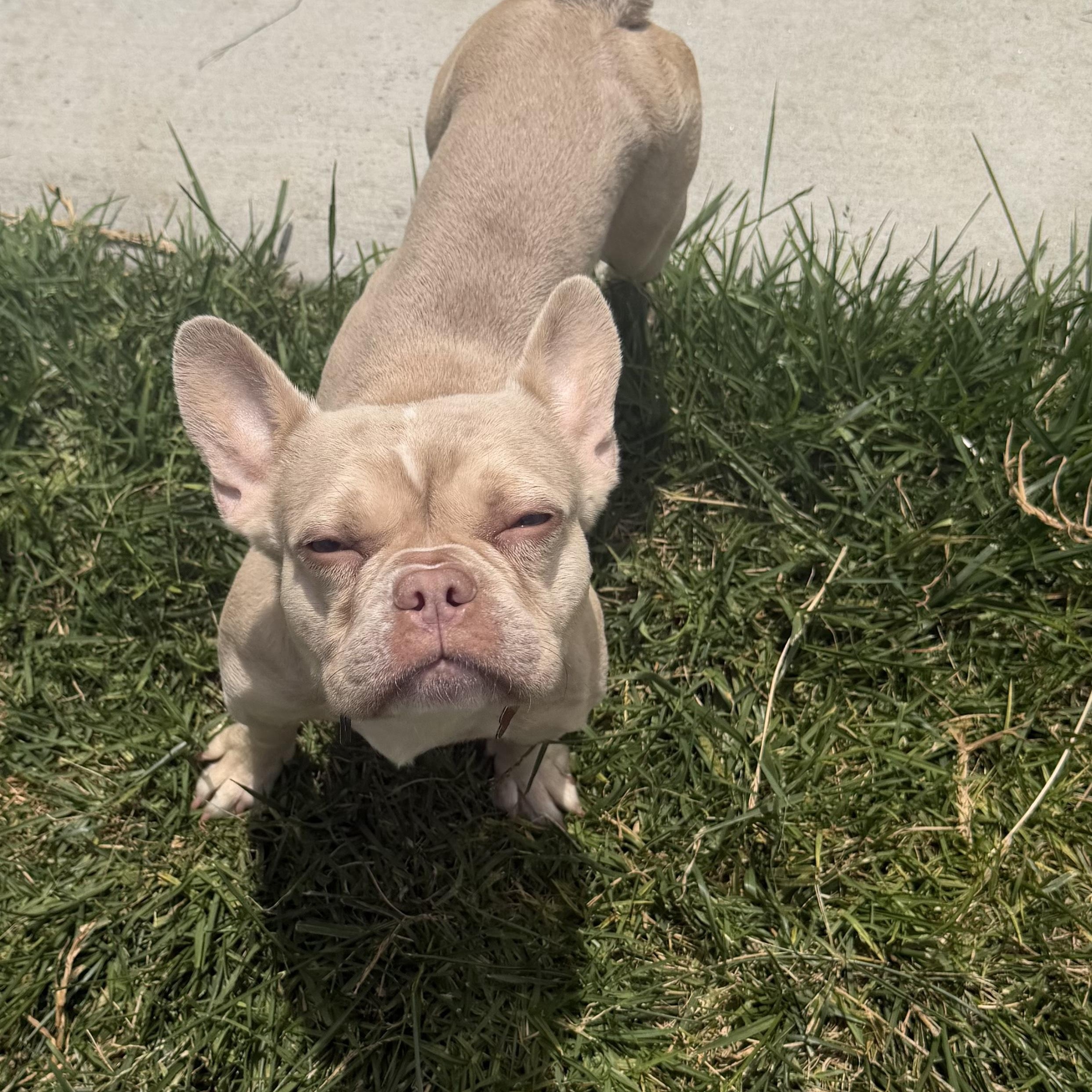 Marilyn, Adoptable, Young Female French Bulldog.