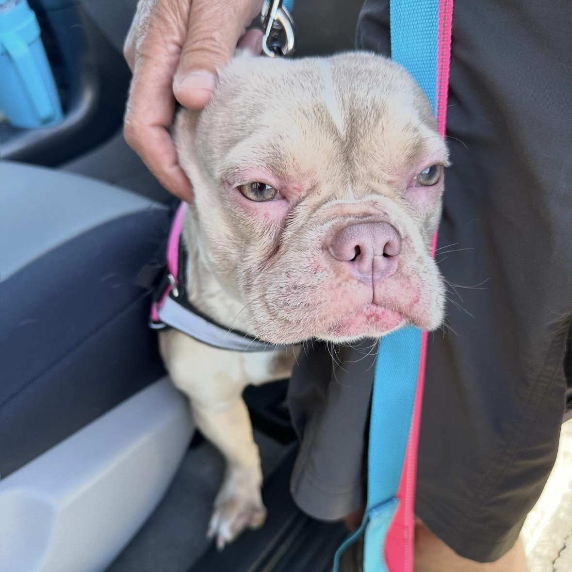 Marilyn, a Adoptable French Bulldog in Rancho Santa Fe, CA image 3/3